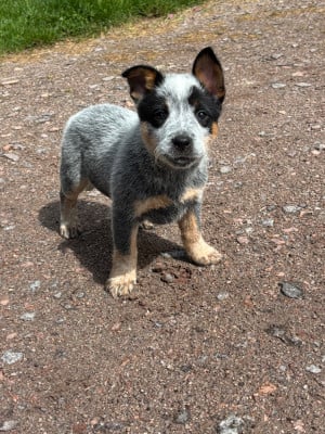 Chiot N°2 - Bouvier australien