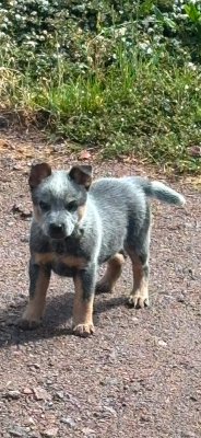 Chiot N°3 - Bouvier australien