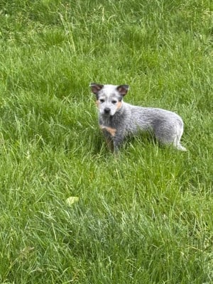 Chiot N°3 - Bouvier australien