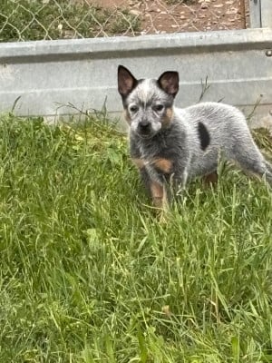Chiot N°5 - Bouvier australien