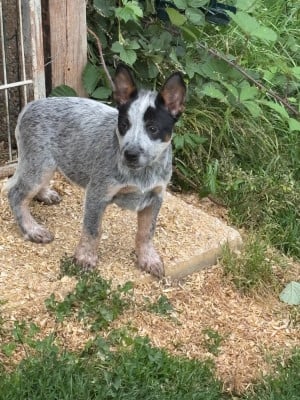 Les chiots de Bouvier australien
