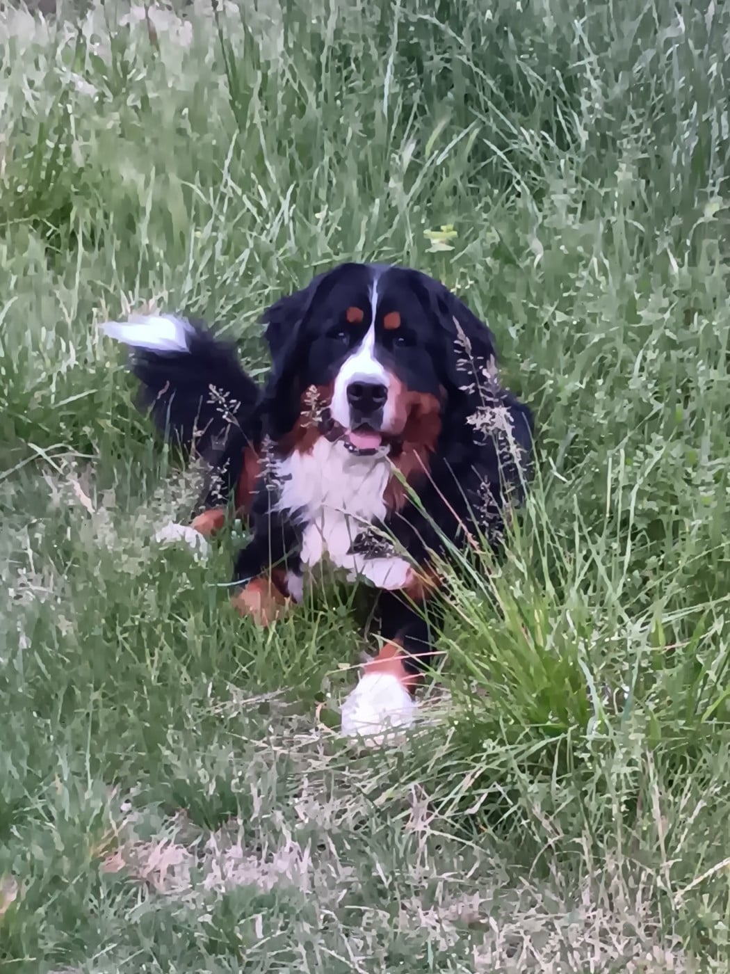 Kiiruna siomenti-berni