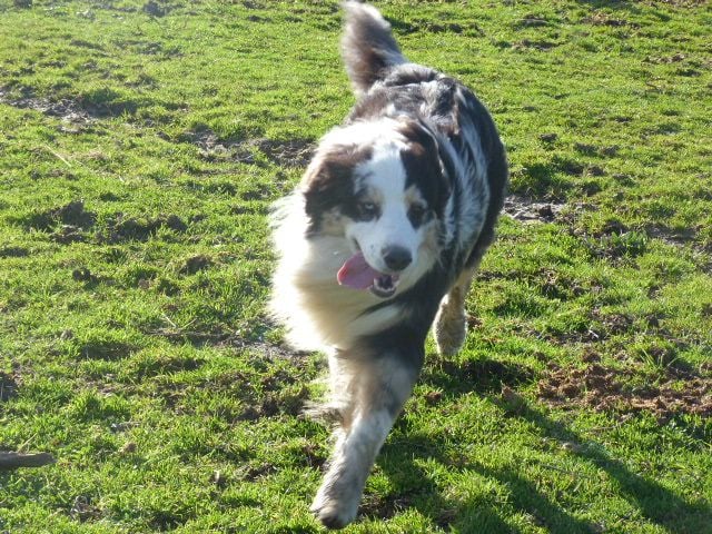 Publication : de l'éclair du diamant Auteur : ALC
