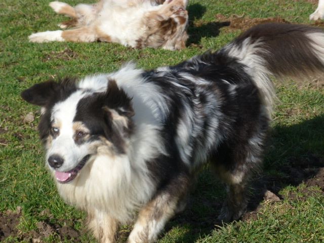 Publication : de l'éclair du diamant Auteur : ALC