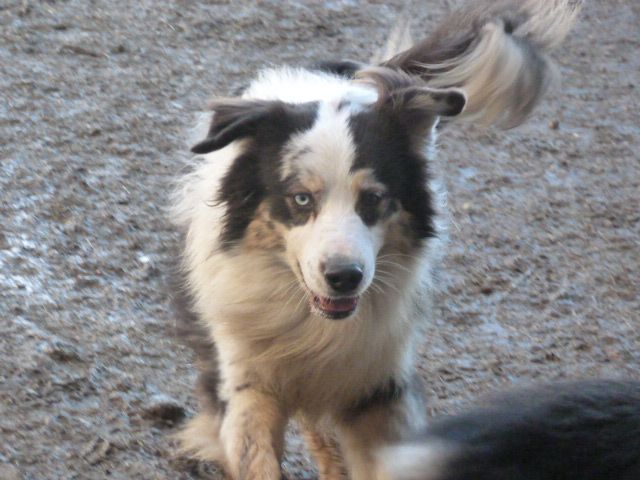 Publication : de l'éclair du diamant Auteur : ALC