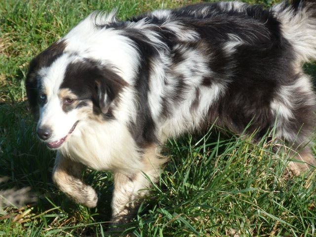 Publication : de l'éclair du diamant Auteur : ALC