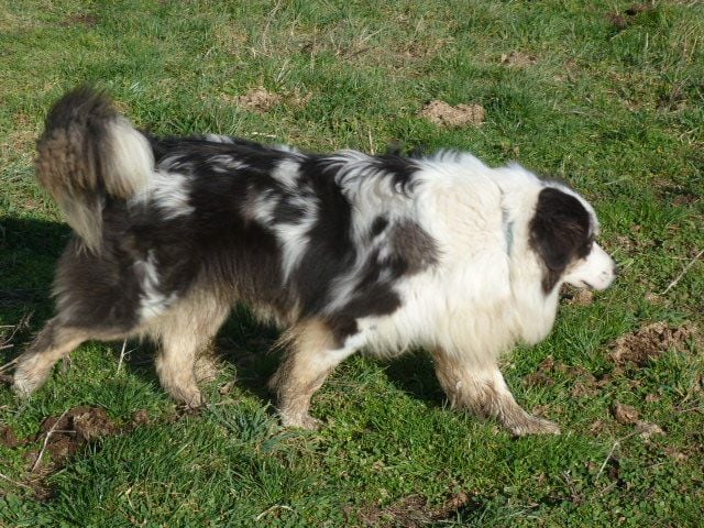 Publication : de l'éclair du diamant Auteur : ALC