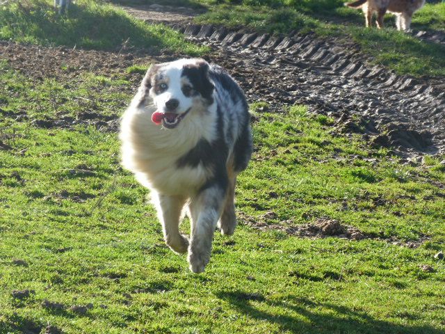 Publication : de l'éclair du diamant Auteur : ALC