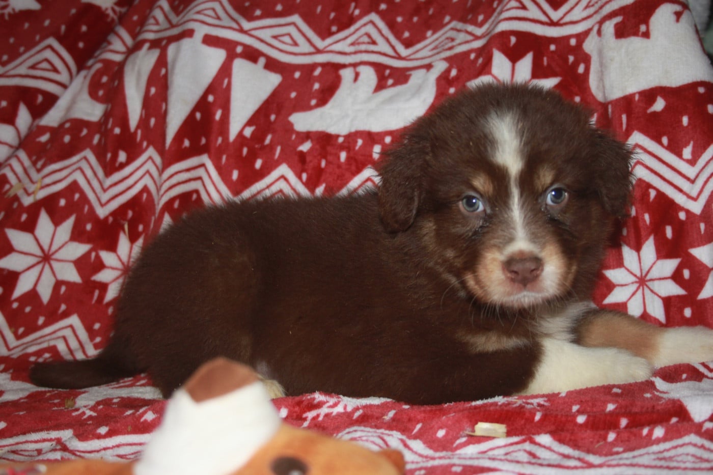 Berger Australien - de l'éclair du diamant