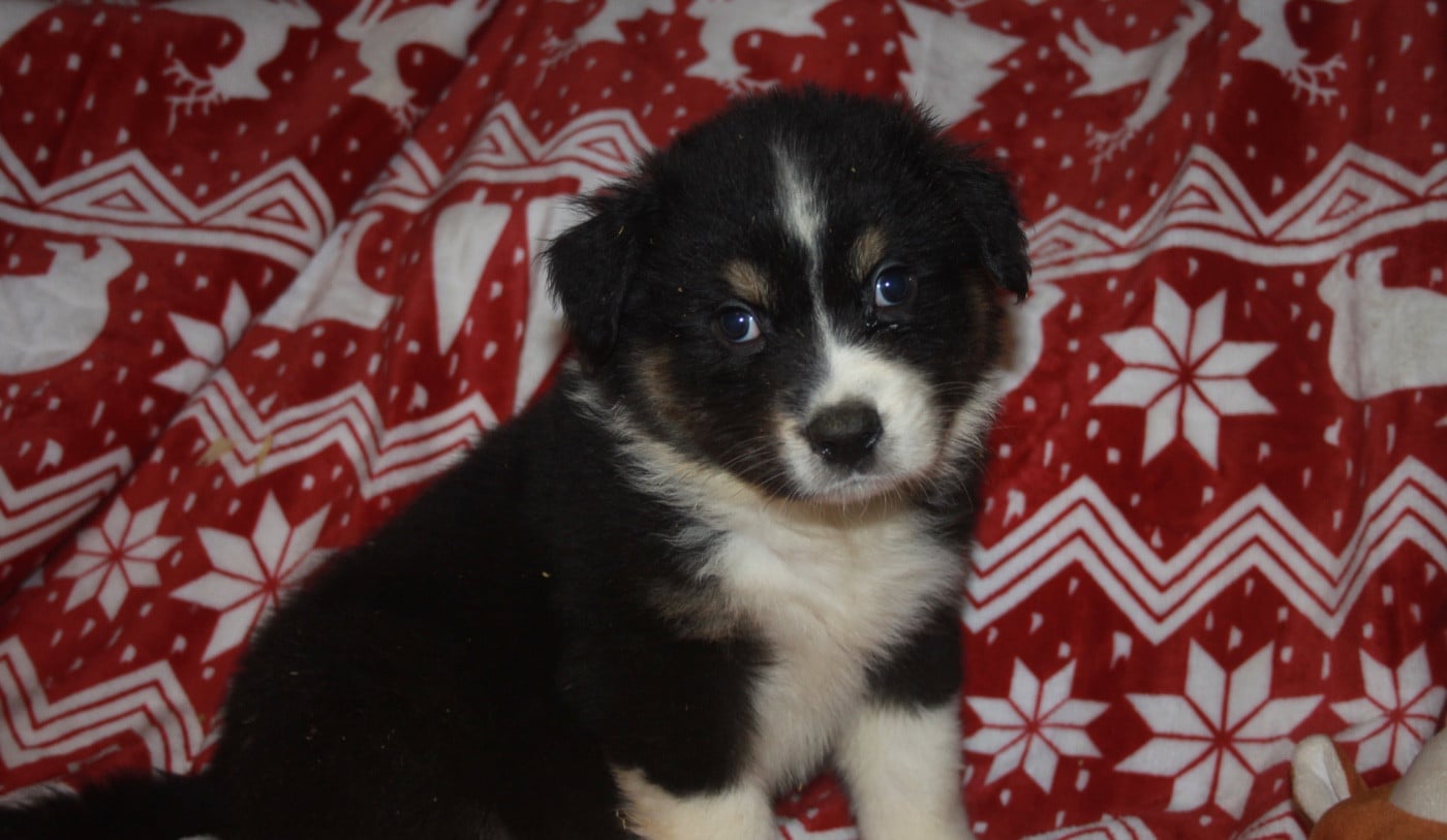 ALADIN - Berger Australien