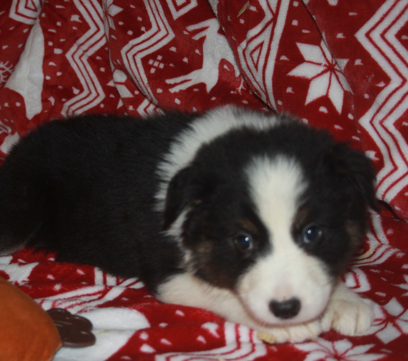 AXIS - Berger Australien