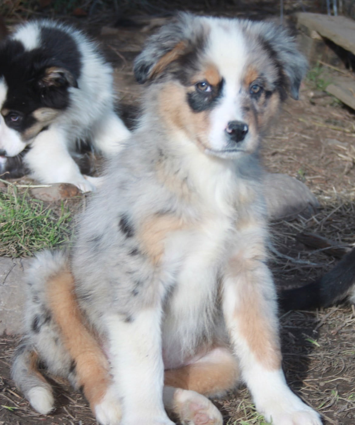 Berger Australien - de l'éclair du diamant
