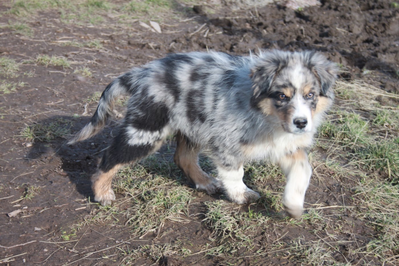 Berger Australien - de l'éclair du diamant