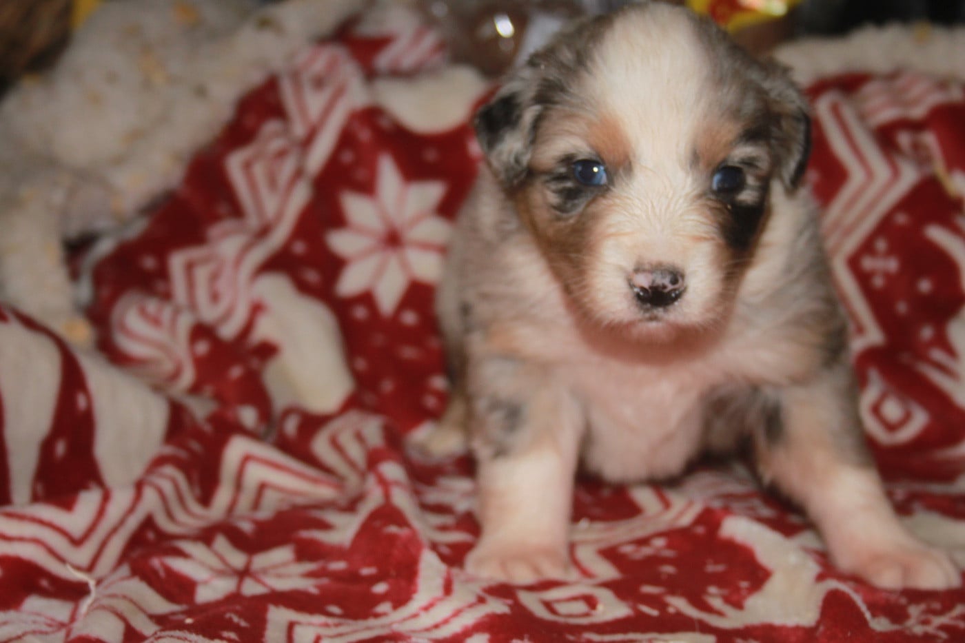 Berger Australien - de l'éclair du diamant