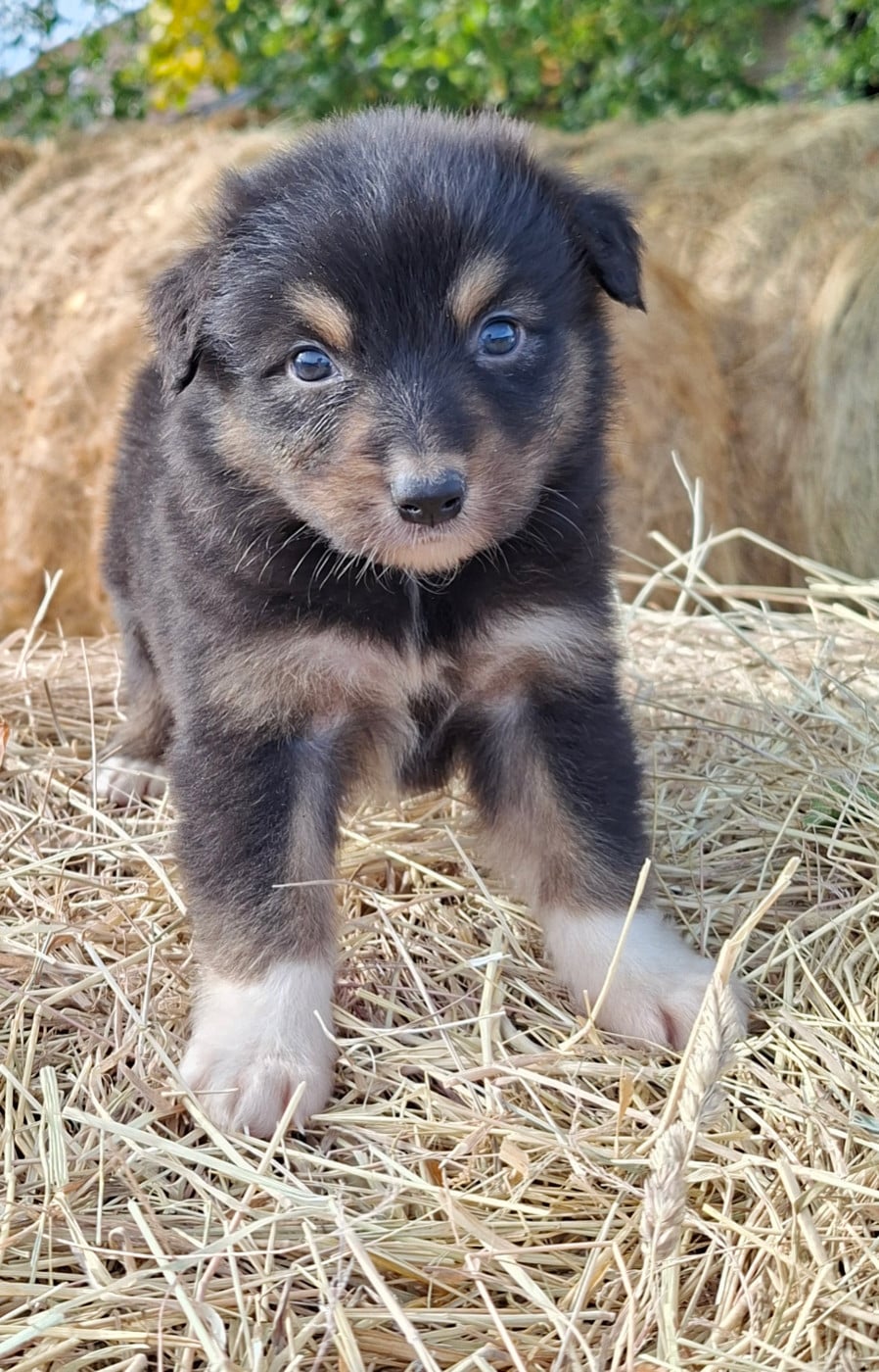 BOREAL - Berger Australien