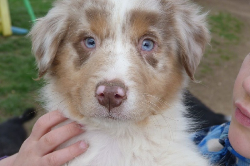 Chiot - Elevage Du Diamant Bleu - eleveur de chiens Berger Australien