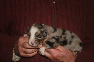 Les chiots de Berger Australien