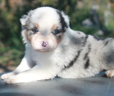 Les chiots de Berger Australien