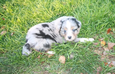Les chiots de Berger Australien