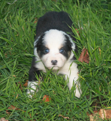 Les chiots de Berger Australien