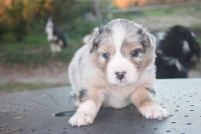 Les chiots de Berger Australien