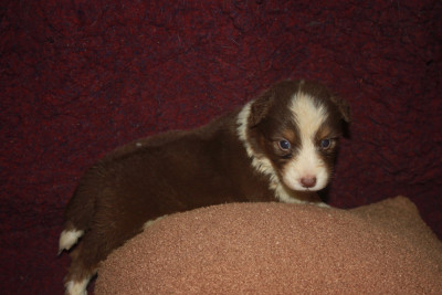 Les chiots de Berger Australien
