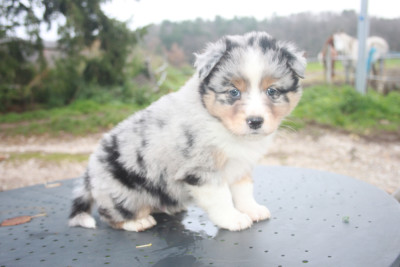 Les chiots de Berger Australien