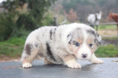 Les chiots de Berger Australien