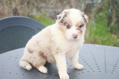 Les chiots de Berger Australien