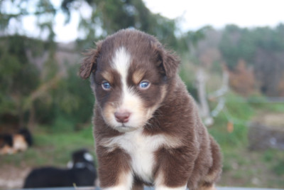Les chiots de Berger Australien