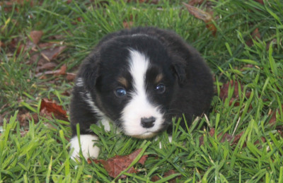 Les chiots de Berger Australien