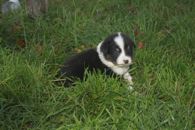 Les chiots de Berger Australien
