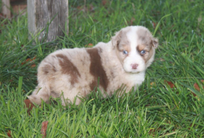 Les chiots de Berger Australien