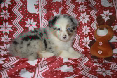 Les chiots de Berger Australien