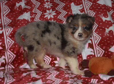 Les chiots de Berger Australien