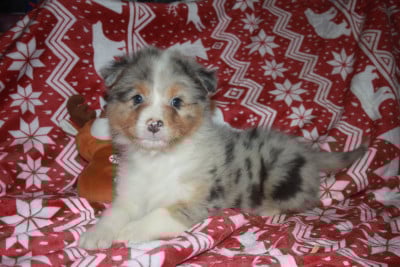 Les chiots de Berger Australien