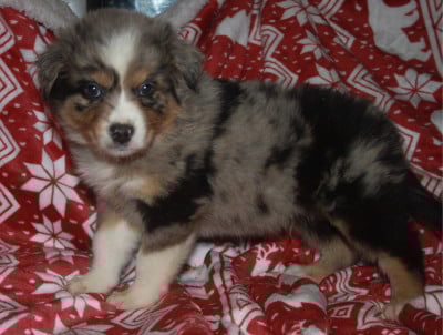 Les chiots de Berger Australien