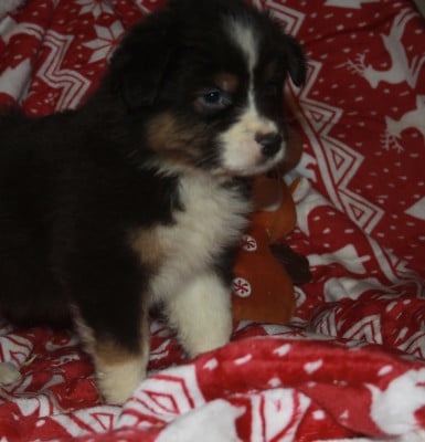 Les chiots de Berger Australien