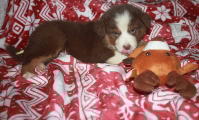 Les chiots de Berger Australien