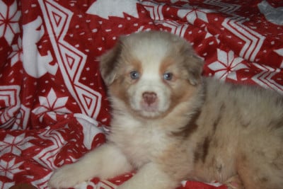 Les chiots de Berger Australien