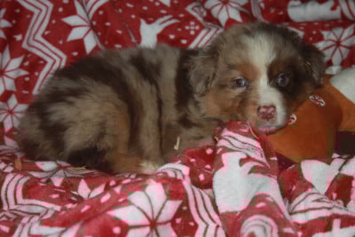 Les chiots de Berger Australien