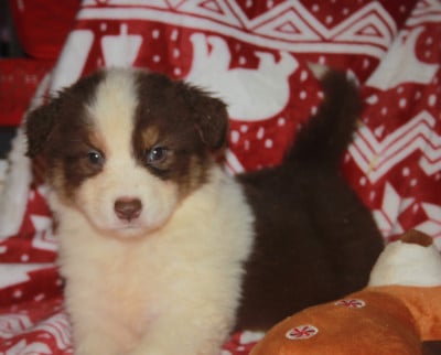Les chiots de Berger Australien