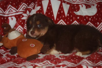 Les chiots de Berger Australien