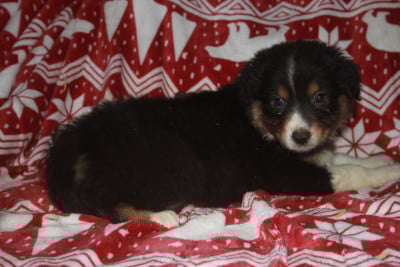 Les chiots de Berger Australien