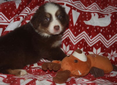 Les chiots de Berger Australien