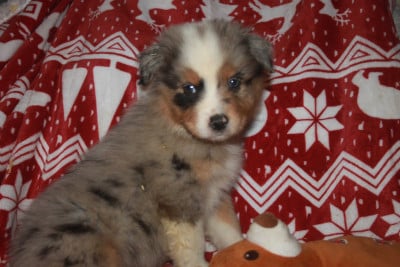 Les chiots de Berger Australien