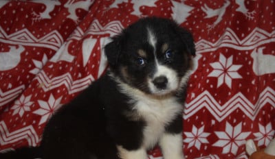 Les chiots de Berger Australien