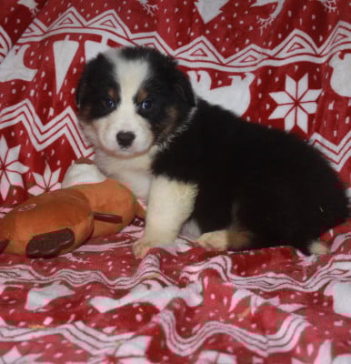 Les chiots de Berger Australien