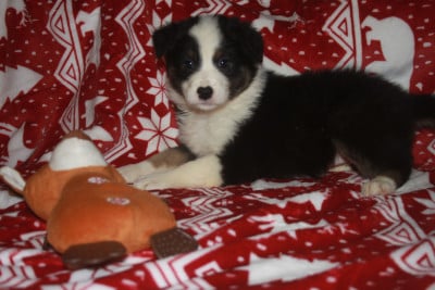 Les chiots de Berger Australien