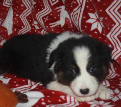 Les chiots de Berger Australien